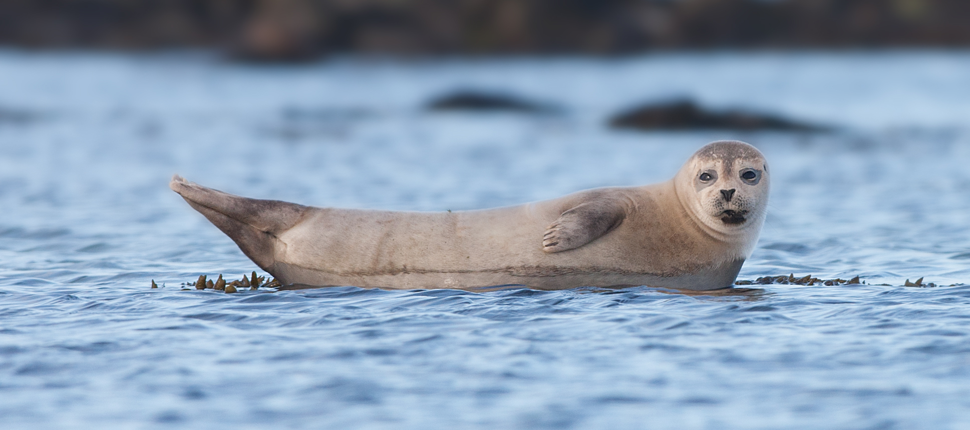 Harbor seal