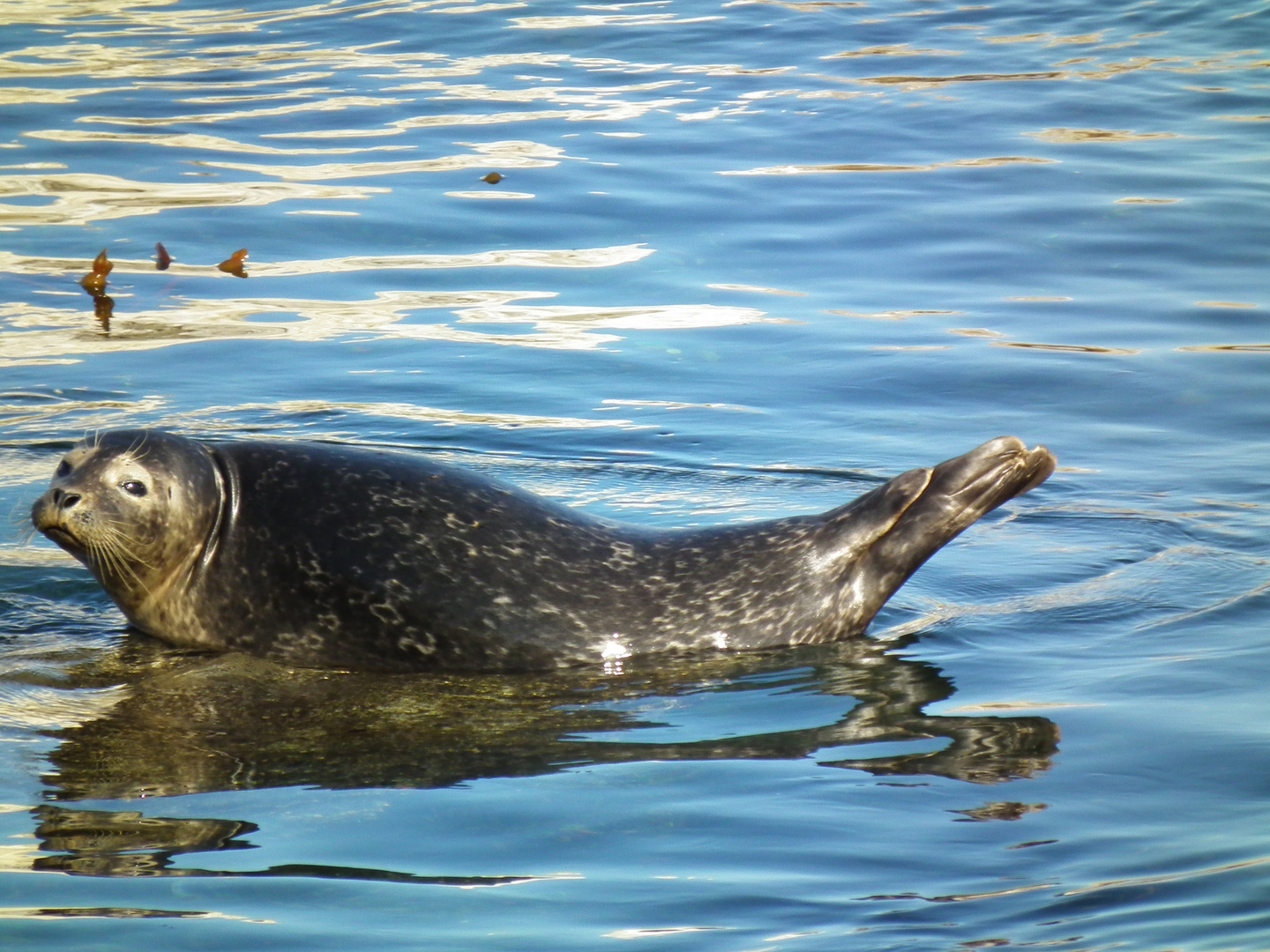 Harbor seal in Monterey