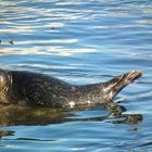 Harbor seal in Monterey