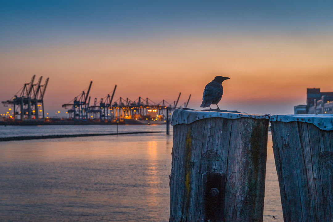 Harbor sunset with bird