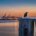 Harbor sunset with bird