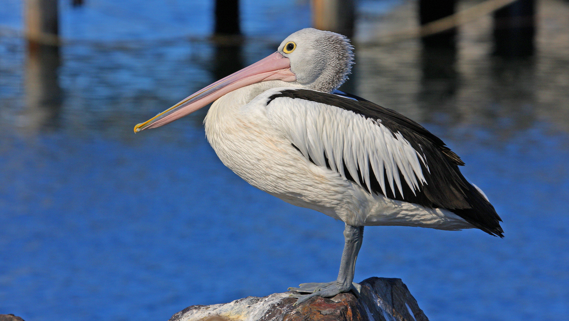 Harbour Master, Hafenmeister