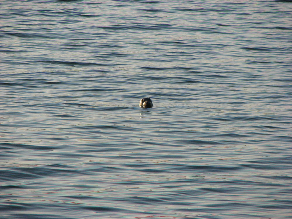 Harbour Seal