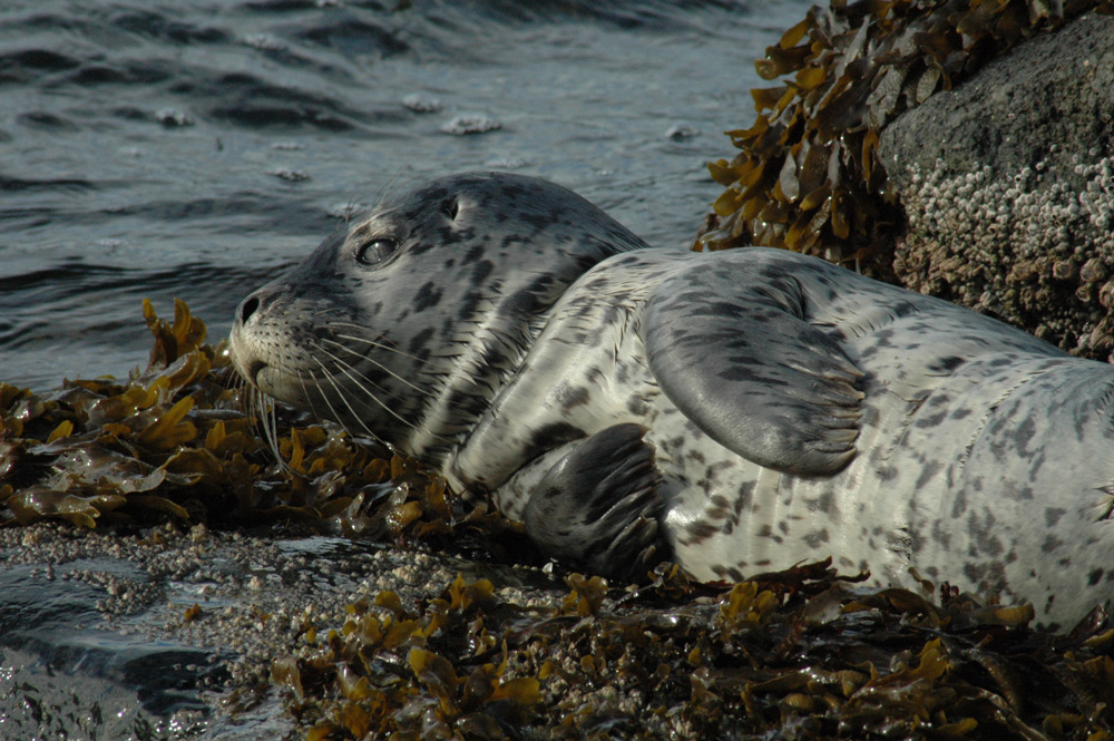 Harbour Seal