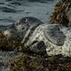 Harbour Seal