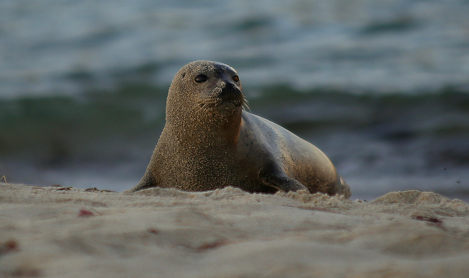 harbour seal