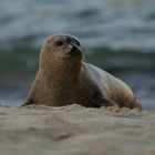 harbour seal