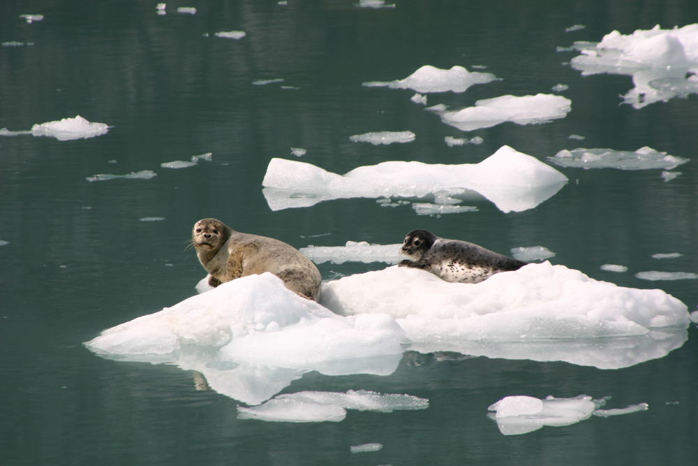 Harbour Seals on the rocks