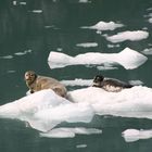 Harbour Seals on the rocks