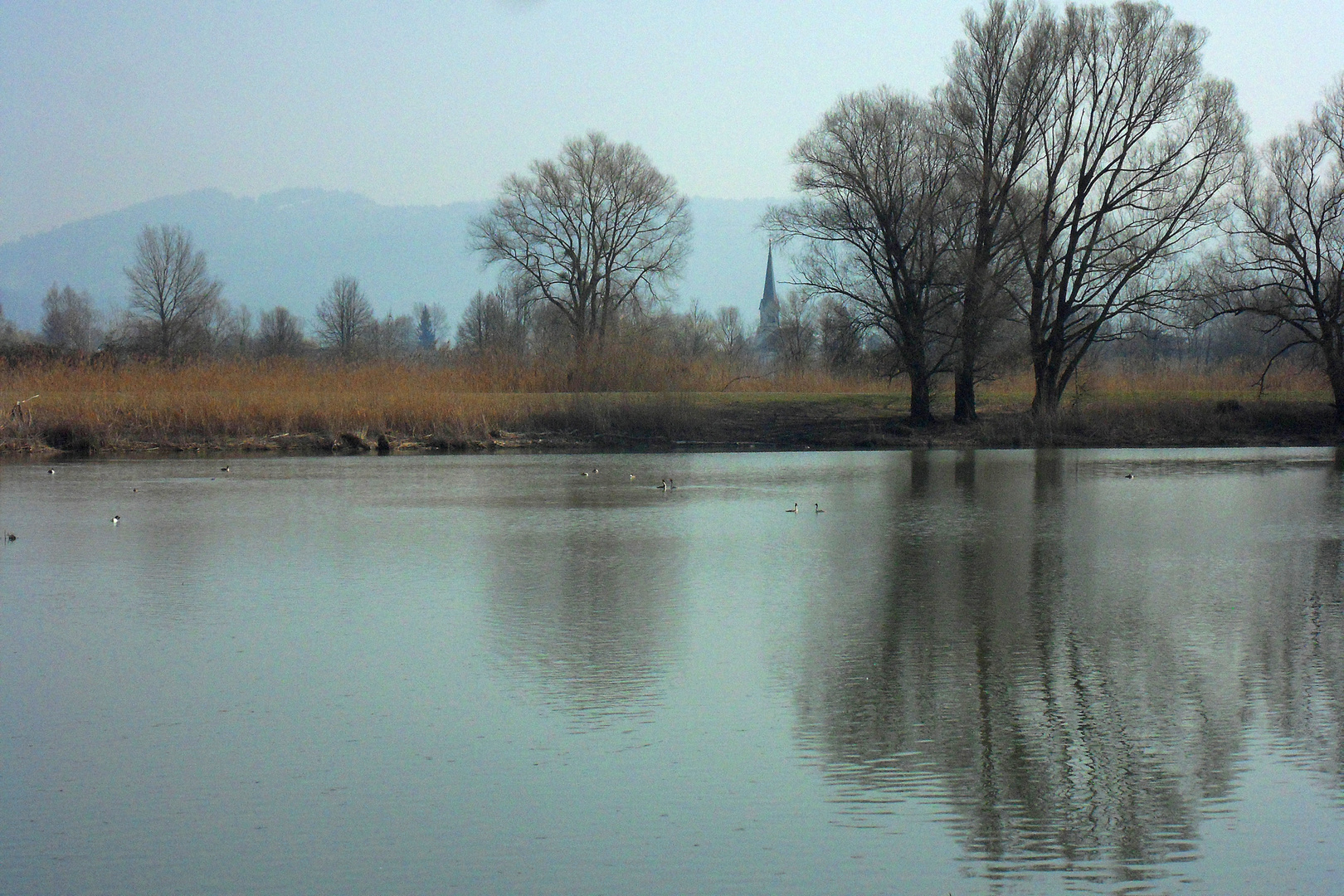 Hard am Bodensee