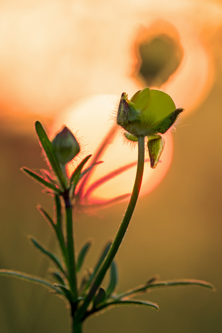 hard back light