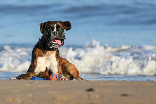 Hard time on the beach - Gordon, we love you :)