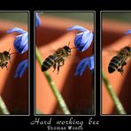 Hard working bee