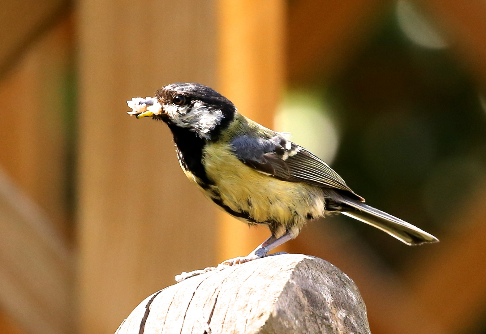 Hard Working Great Tit