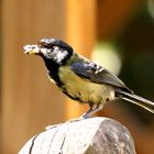 Hard Working Great Tit