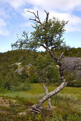 Hardangervidda I