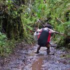 Hardcore Trekking im Korowai Wald