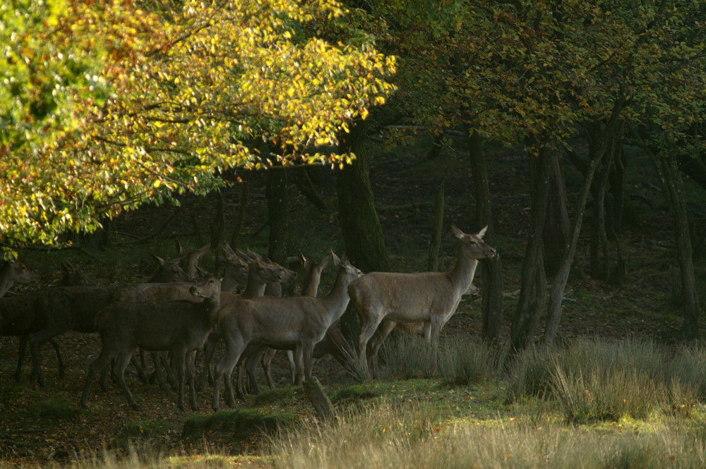 Harde de biches de cerf