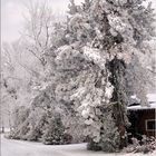 Hardinger Winterbilder: Große Weihnachtsvorstellung 1