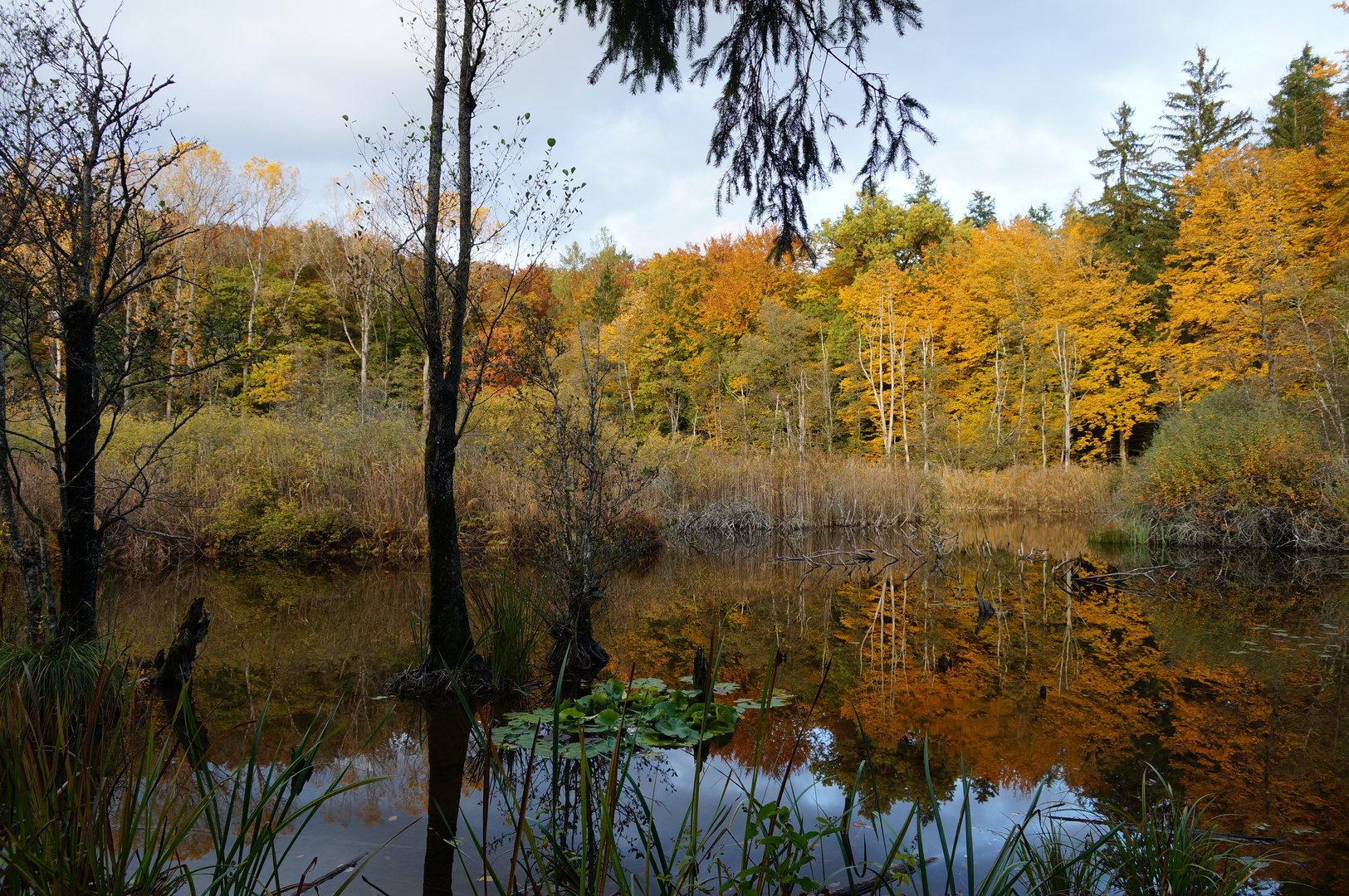 Hardsee im Friedwald im Spätherbst