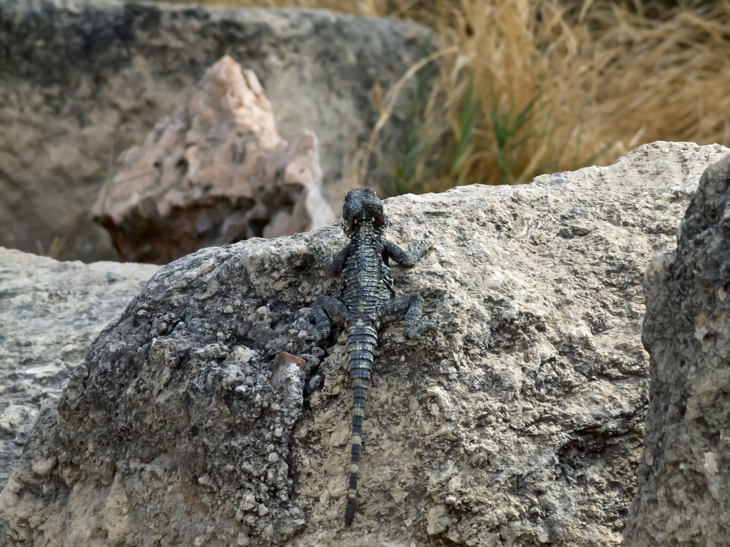 Hardun (Laudakia stellio brachydactyla) in der Negev-Wüste