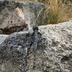 Hardun (Laudakia stellio brachydactyla) in der Negev-Wüste