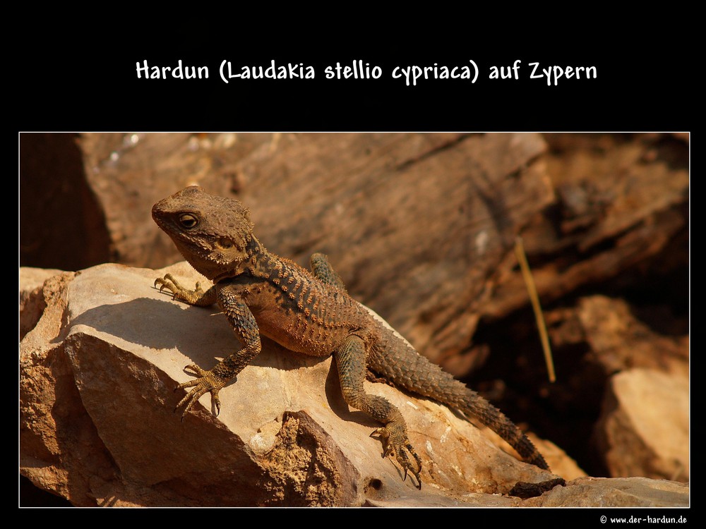 Hardun (Laudakia stellio cypriaca) auf Zypern