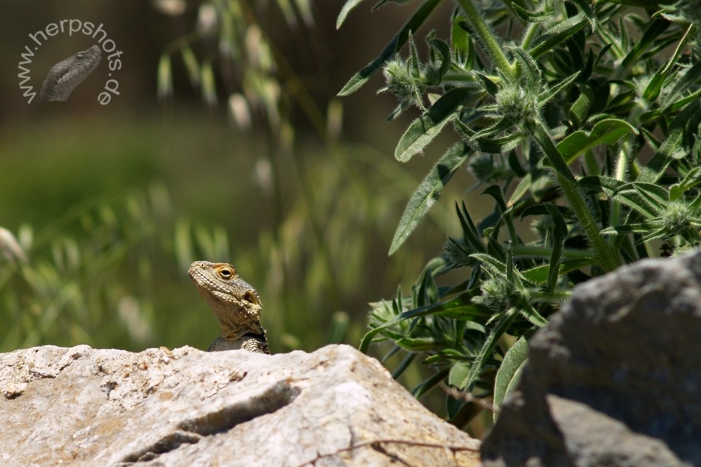 Hardun (Laudakia stellio daani) Samos