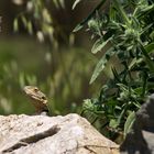 Hardun (Laudakia stellio daani) Samos