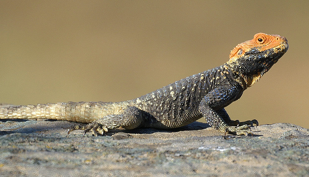 Hardun (Laudakia stellio stellio) Foto & Bild tiere, wildlife
