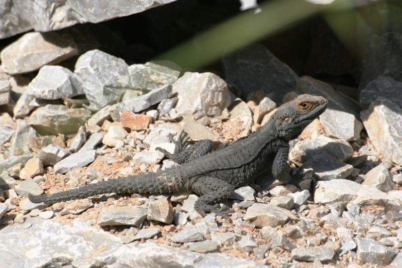 (Hardun-Laudakia stellio),Schleuderschwanz aus Anamur