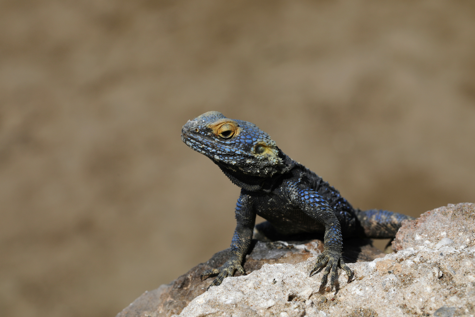 Hardun - Stellagama Stellio - Agama