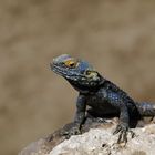 Hardun - Stellagama Stellio - Agama