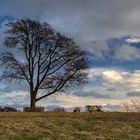 Hardwick Hall park