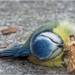 Hardworker --- Blaumeise (Parus caeruleus)