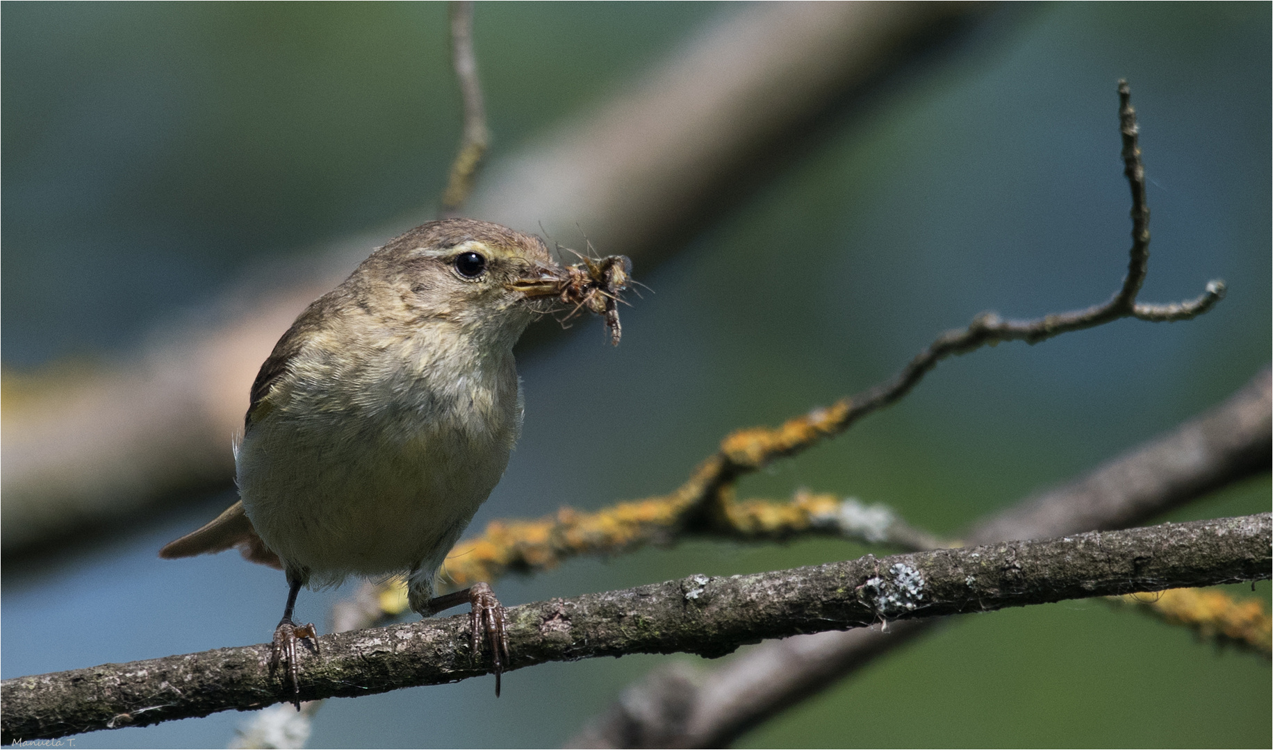 hardworking chiffchaff mum