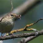 hardworking chiffchaff mum