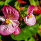 Hardy Begonia lacht in meinem Garten