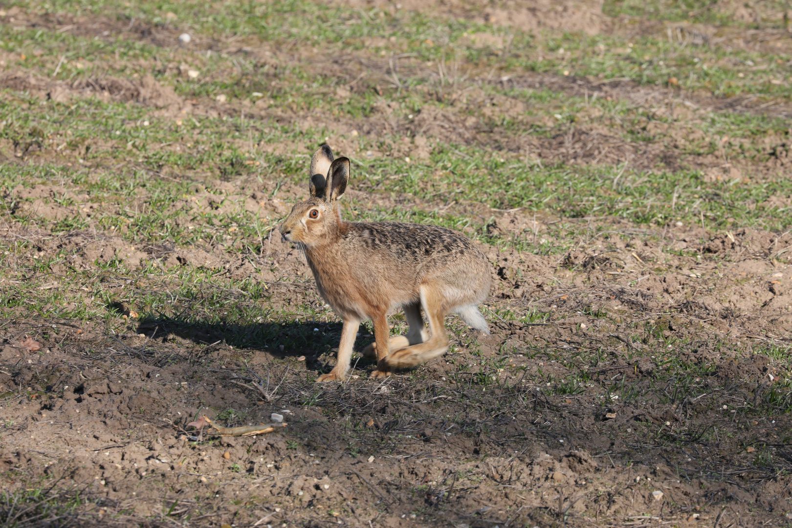 HARE