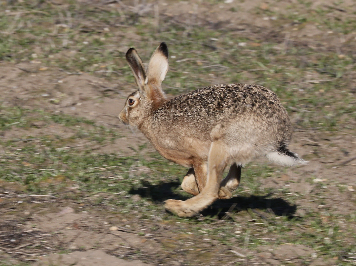 Hare