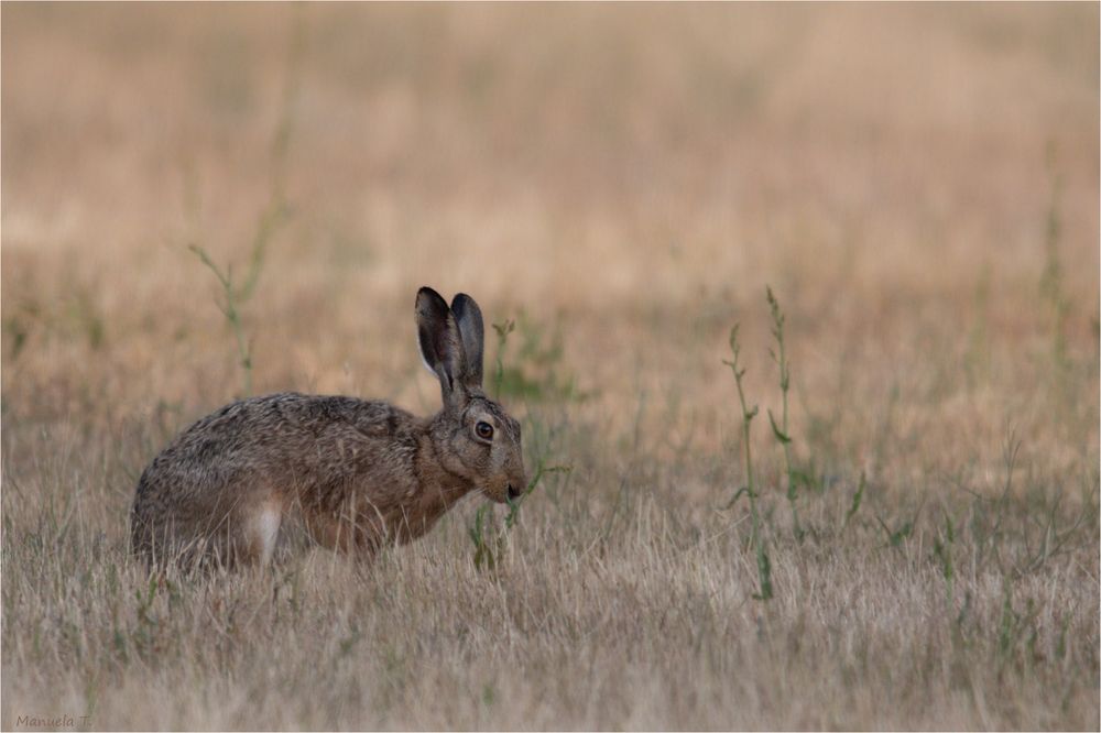 Hare