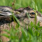 Hare