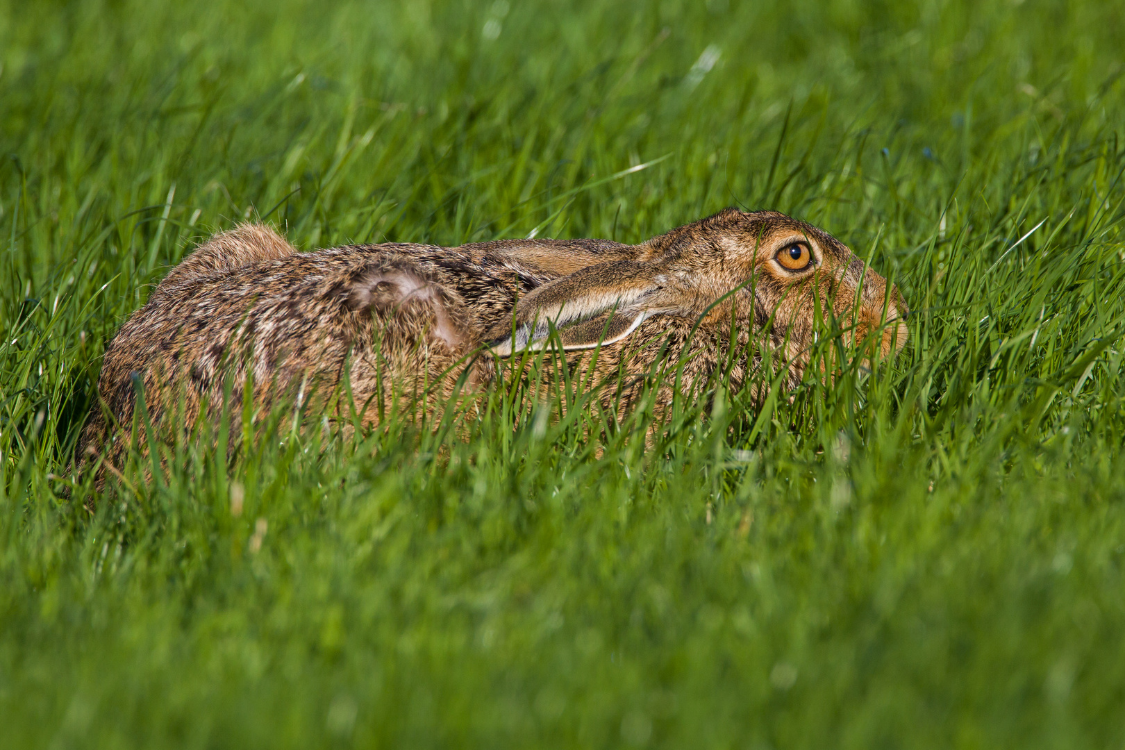 hare