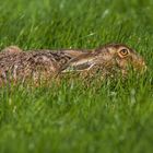 hare