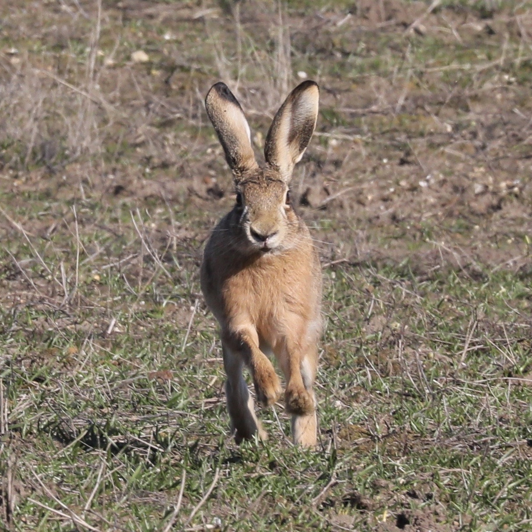 Hare