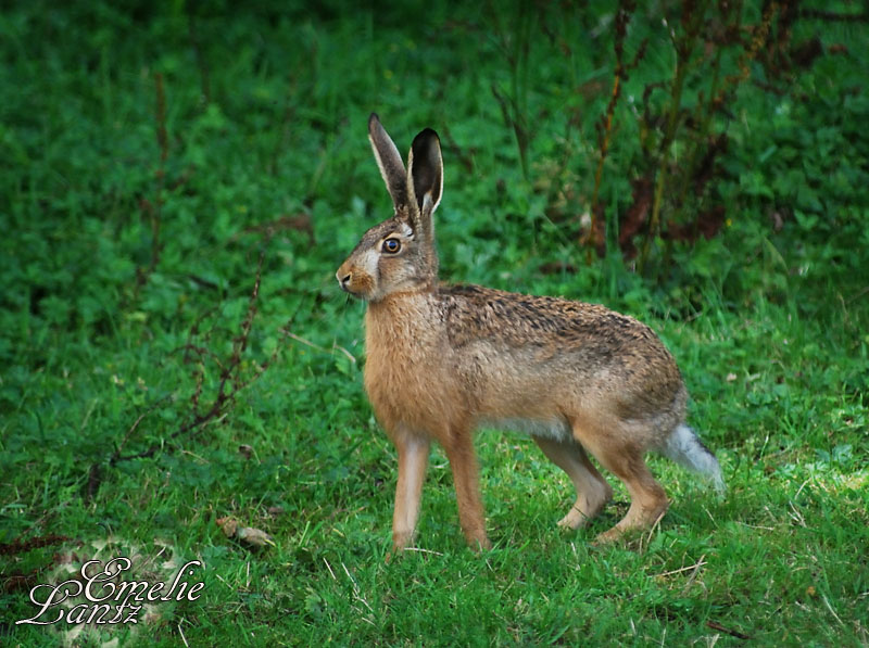 Hare