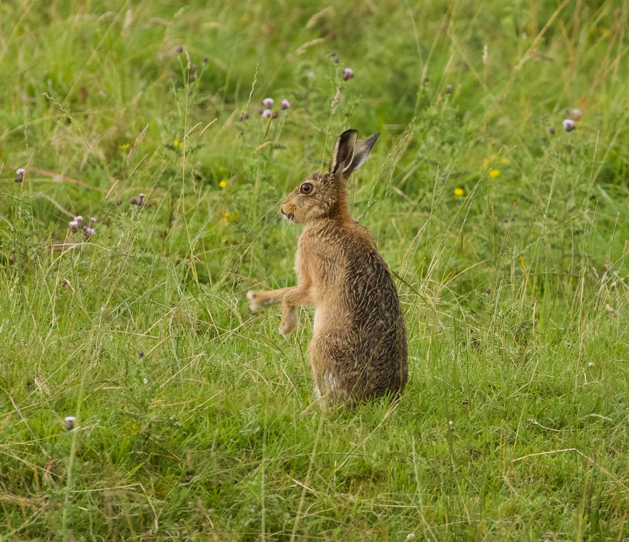 Hare