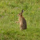 Hare