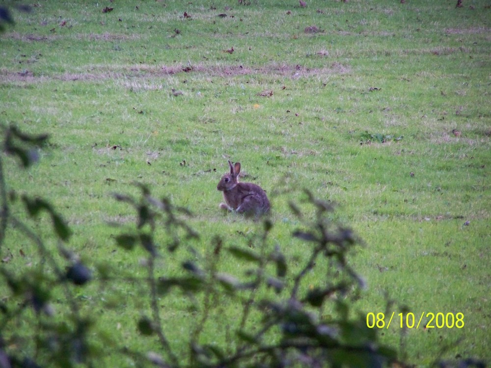 hare in a field