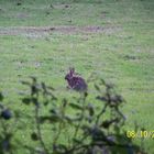 hare in a field